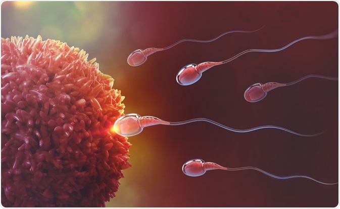 Red Light Therapy for Sperm Quality.