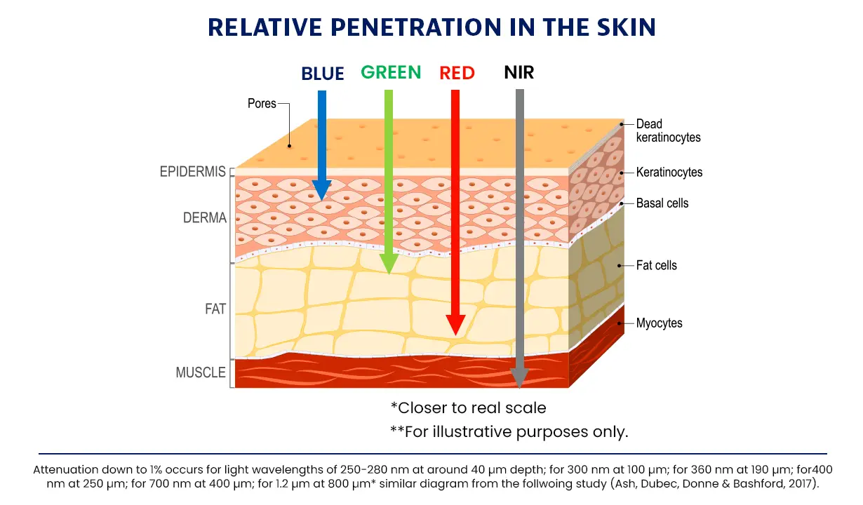 reproductive and endocrine, low level laser therapy, red light for fertility